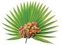 Kriechpalmenfruchtextrakt (Serenoa repens) in Urostal